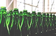 photo of rows of glass bottle tops
